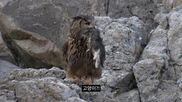 요즘 수리부엉이들이 먹이로 인식했다는 동물 