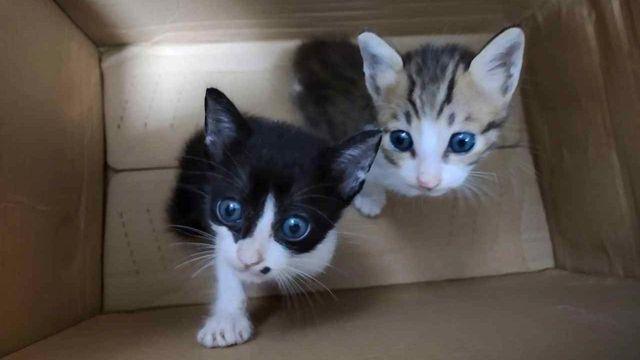 감전사, 익사, 굶주림 … BBC가 적발한 온라인 고양이 고문 네트워크