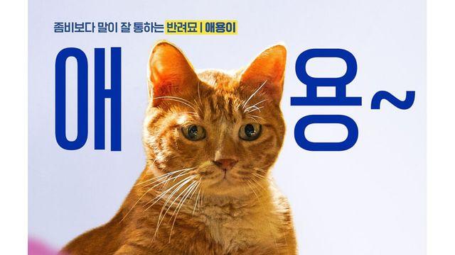 하남애견훈련소, 동물 연출의 새로운 패러다임 제시… “동물 연출 파트너로서 전 과정 총괄”