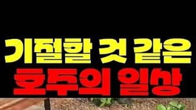 동물..의왕국. 강심장만 살아남는 호주 일상 ㄷㄷ