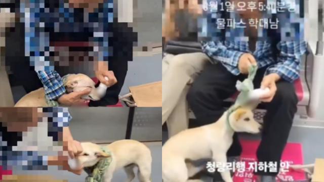 강아지 코·입·온몸에 물파스 '범벅'…