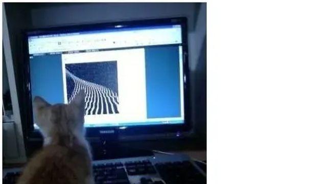 냥이의 영혼을 빨아들이는 짤.mp4,,