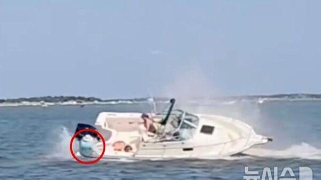 밍크고래와 보트 충돌…女 구사일생, 고래는 사체로