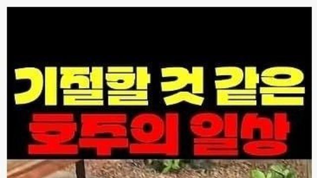 진짜 기절할것 같은 호주의 일상 ㄷㄷㄷ
