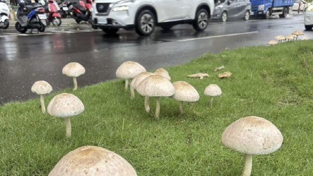 폭우 그치자 도로에 솟아난 버섯들…“함부로 먹지 말라”