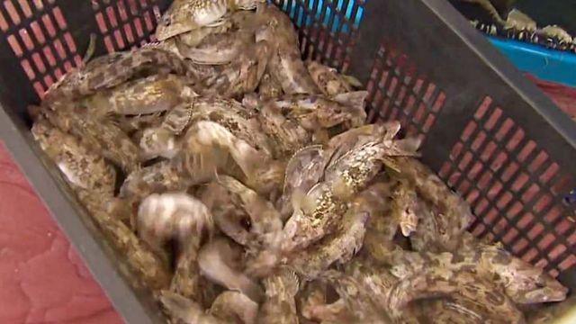 여름철 최강 횟감인데…동해안에 약 15만마리 대량으로 풀린 '이 물고기' 정체