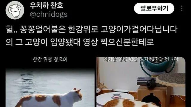 ‘꽁꽁 얼어붙은 한강 위로’ 고양이 근황