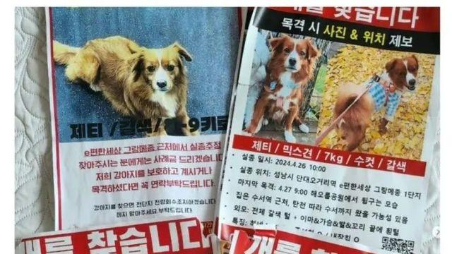 [스압] 애견유치원에서 개를 잃어버림.jpg,,