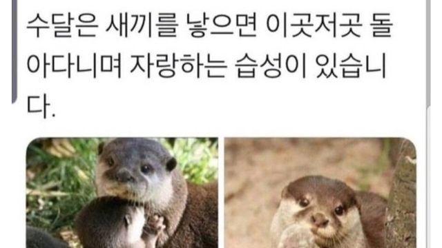 수달은 새끼를 낳으면 이곳저곳 돌아다니며 자랑하는 습성이 있습니다.jpg