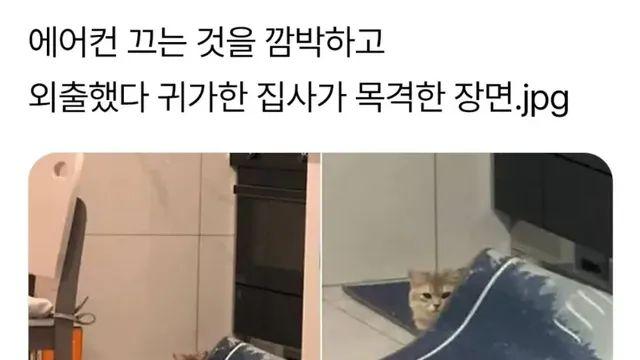 에어컨 끄는걸 깜빡하고 외출하고 온 집사,,