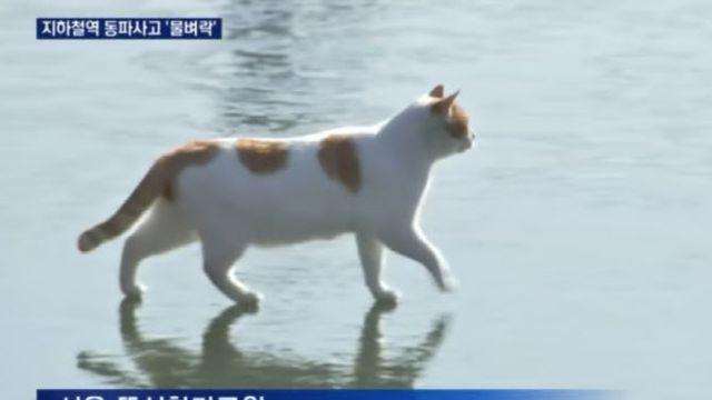 “꽁꽁 얼어붙은 한강 위로” 장원영도 따라 한 고양이 근황