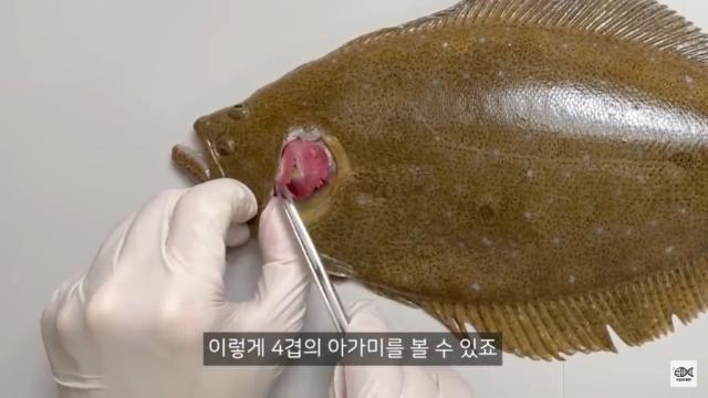 광어가 존재하는 이유
