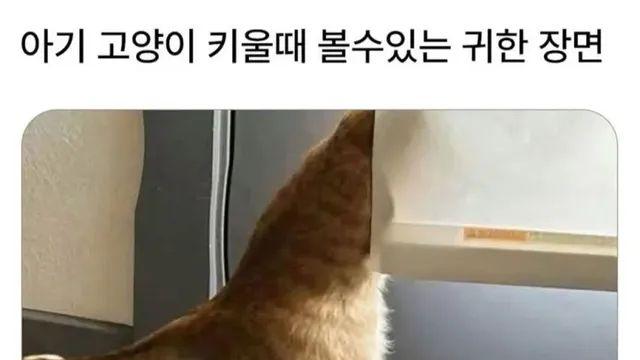 고양이 집사들의 꿈같은 사진,,