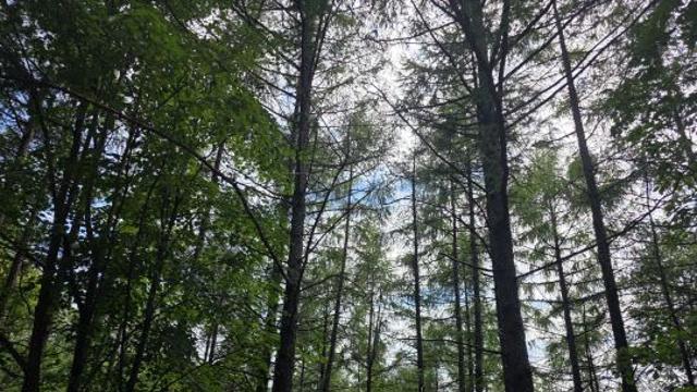 40년 만에 비밀의 숲 열리니..산촌 경제까지 활짝