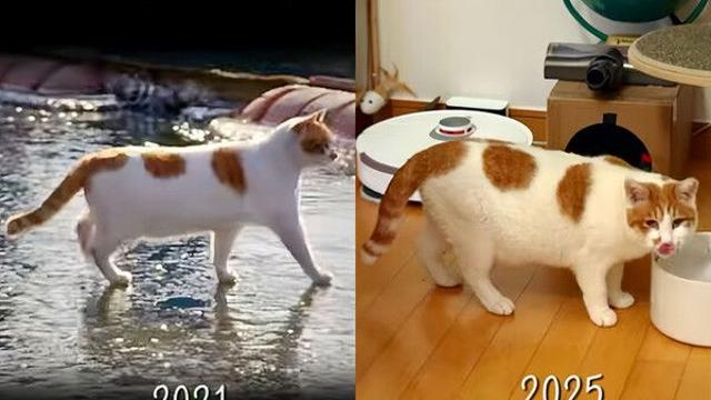 “꽁꽁 얼어붙은 한강 위” 그 고양이, 3년 만에 ‘깜짝’ 근황 전해졌다