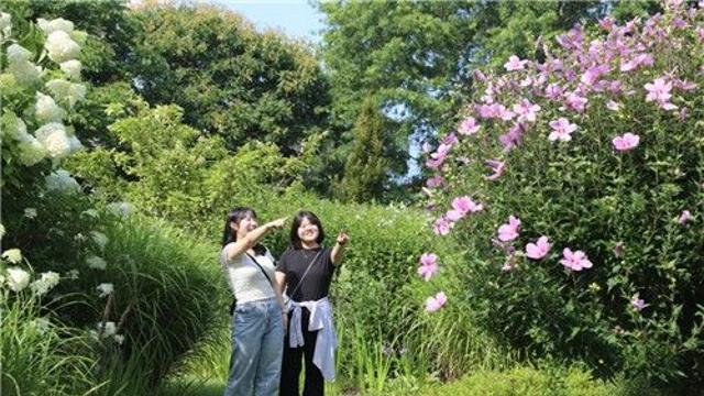 태안 천리포수목원서 광복 80주년 무궁화축제…비공개정원 개방