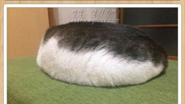 우울증에 좋다는 동물.