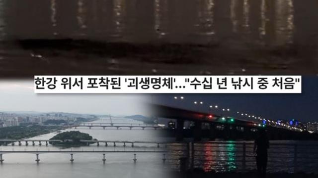 SBS ‘궁금한 이야기 Y’ 한강 일대를 뒤흔든 거대 ‘괴물’의 출현 편