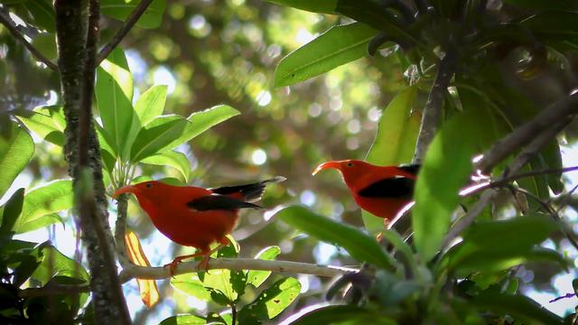 (구글) AI, 생물음향학의 발전을 이끌어 멸종 위기종을 보호하다