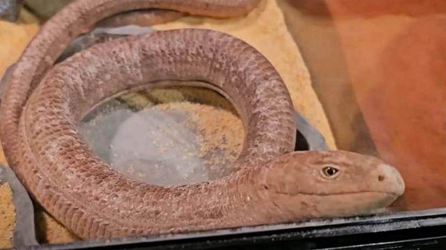 무조건 뱀이라 생각했는데…사실 ‘뱀’이 절대 아니라는 ‘이 동물’ 정체