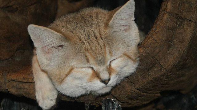 “독사 제압하면서 골골송 부른다…” 사막에만 사는 ‘고양이’ 정체