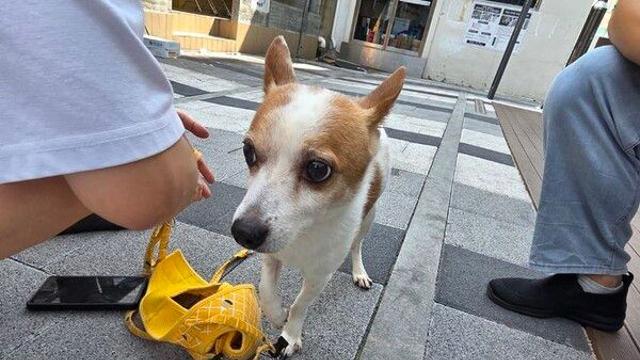 애완견 목줄 잡고 빙빙, 20대 불구속…왜 그랬냐? 