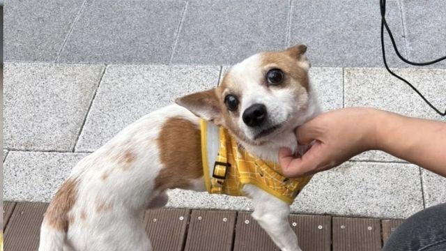 목줄 잡고 강아지 학대한 30대 남성 검거