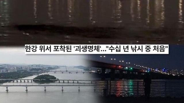 한강에 괴물 나타났다? 길이 10m 괴생명체 포착