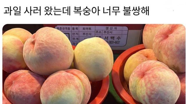 과일 사러 왔는데 복숭아 너무 불쌍해..