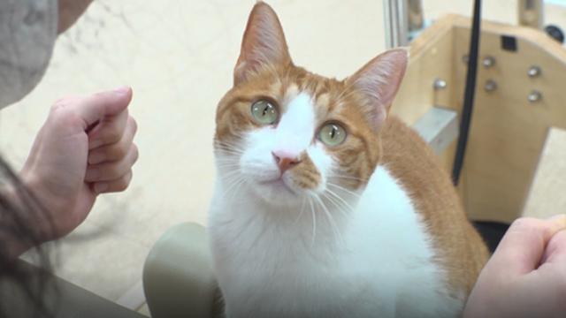 'TV동물농장' 폐가 안 백구가족·필테냥 유자·인천 슈가글라이더 소개