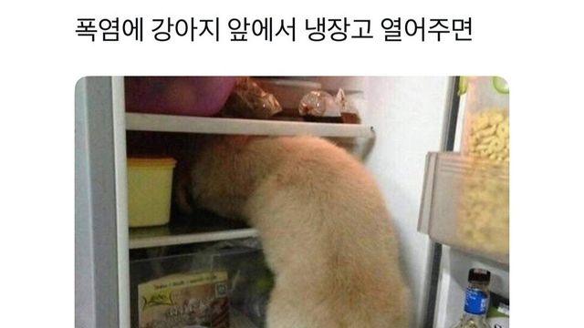 너무 더웠던 시골 강아지