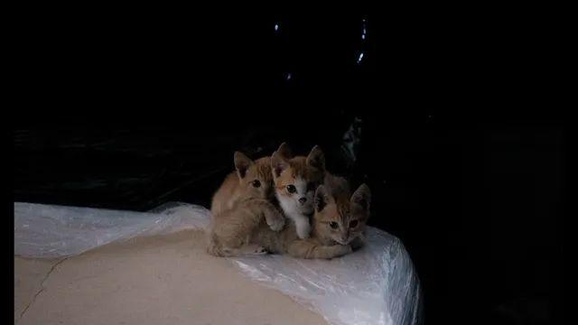 야밤에 사진 투척 (고양이,갈매기,일몰 등등)
