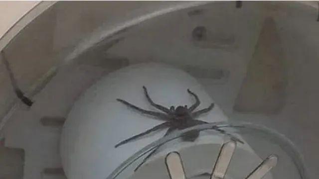 급똥싸다 화장실에 갇힌 호주사람