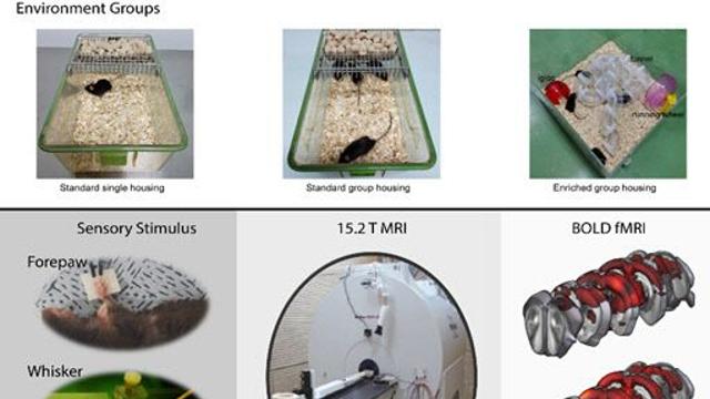 다양한 감각 자극과 활발한 사회적 상호작용, 뇌 발달에기여