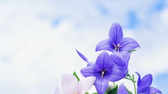 [김시행의 詩·畵·音4] 성악가 김청자 '호스피스 병동서 위로의 삶' 화제