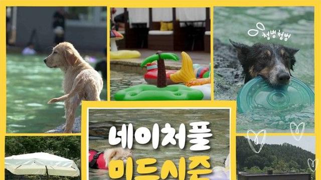 “반려견과 시원하게”…강아지숲, ‘네이처풀 미드시즌’ 사전예매 15일 오픈