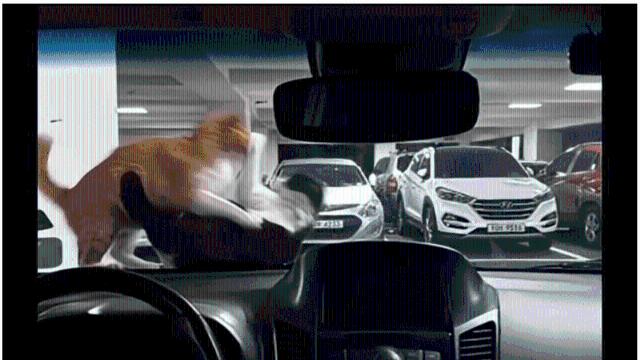 캣맘들 빤쓰런 하게한 안내문.jpg