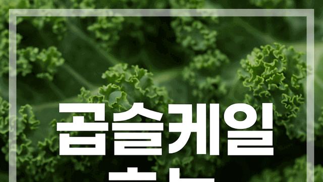 곱슬케일 효능 컬리케일 피부 눈 장 건강까지 다르다