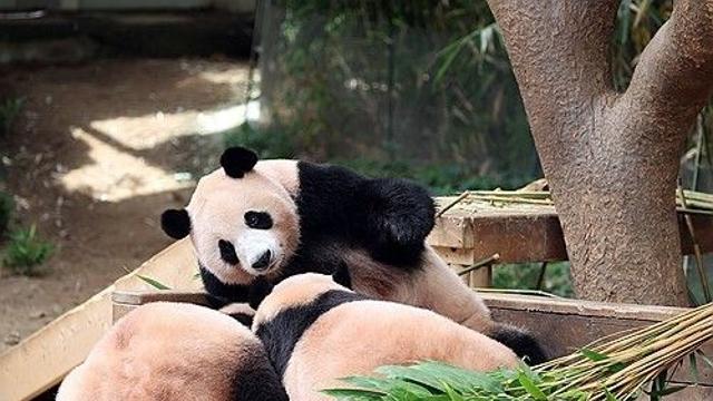 에버랜드 쌍둥이 판다, 13일부터 엄마 품 떠나 홀로서기