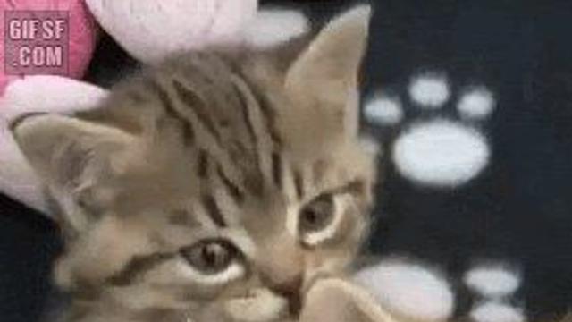 새끼 고양이 그루밍