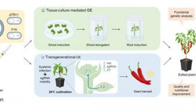 툴젠-파미레세 ‘바이러스 활용 고추 유전자 교정 기술’로 농림식품신기술 인증