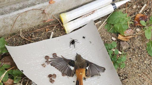 보닌 새줍한적 있음