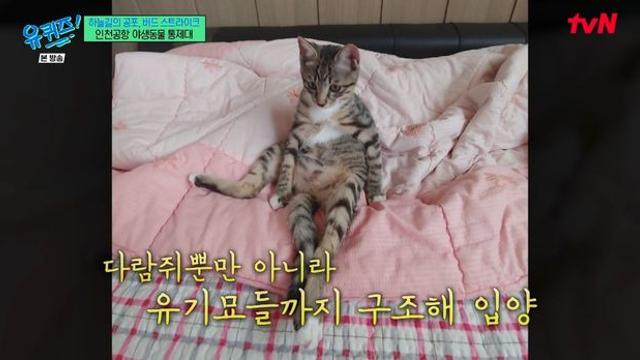 “놀러 가다가 버려” 유재석, 반려견·반려묘 공항 유기에 분노 (유퀴즈)