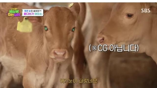 세상에 이런일이에 나온 에메랄드 눈동자 k-송아지