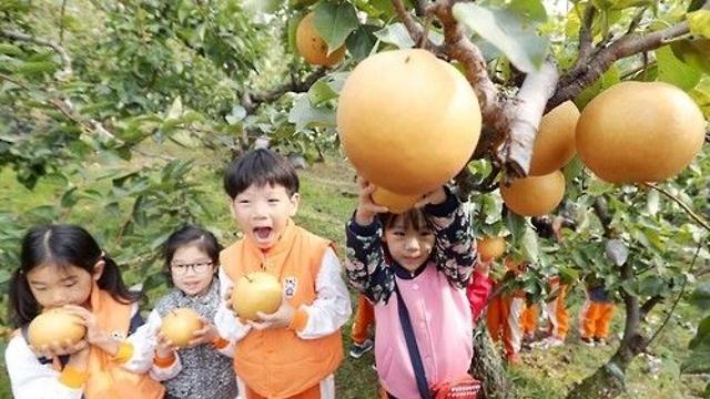[K-VIBE] 신종근의 'K-리큐르' 이야기…'갈아만든 배'로 술을 빚다