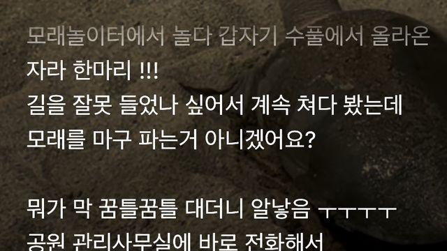부산 시민 공원 자라가 알 낳고 감