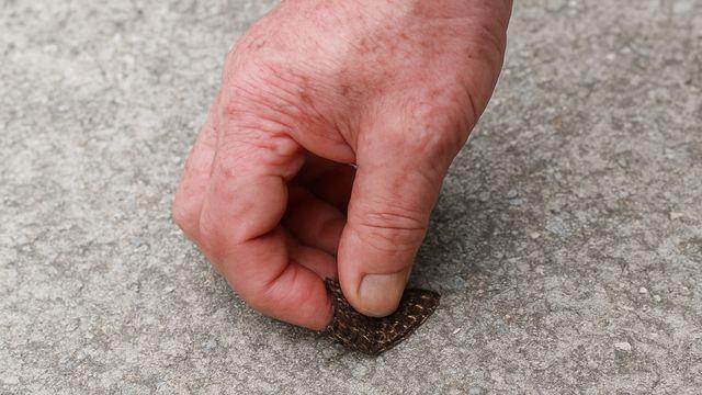 어디서 왔지? 동탄서 발견돼 시선 강탈한 '10cm' 멸종위기 동물 정체