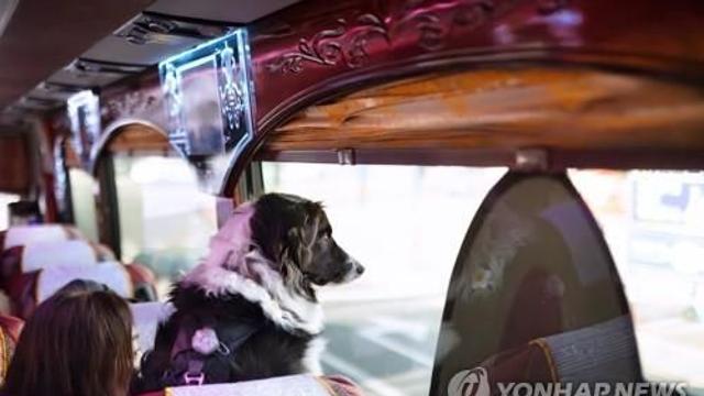 [여행소식] 코레일관광개발, 반려견 전용 '댕찬열차' 운영