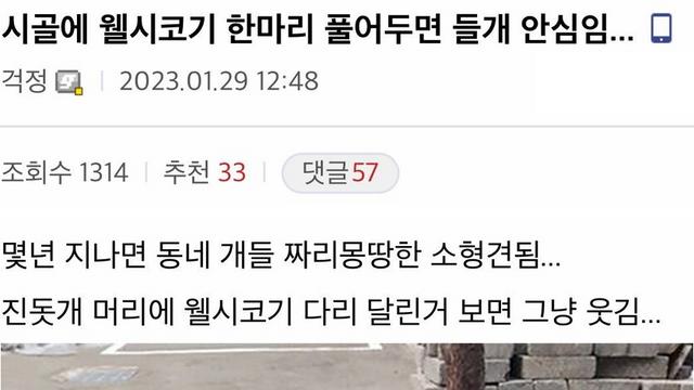 시골에 웰시코기를 풀어 놨다,,