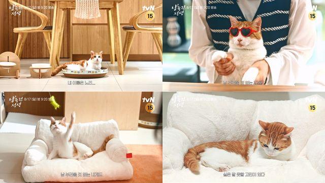 윤두준·김슬기 ‘냥육권 전쟁’에 등 터졌다…고양이 노리 선택은?
